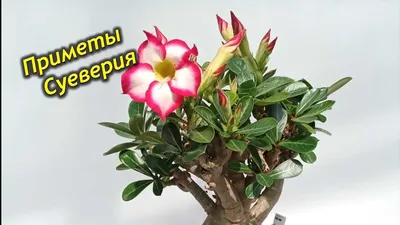 Ветка Adenium Obesum Triple PINK STAR (Эксклюзивный сорт!): купить c  доставкой почтой 🌸 Адениум дома