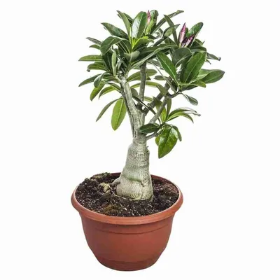 Adenium Obesum Triple Flower NEW-259 — Адениум Тучный Махровый Трехрядный  259, 2 семени - Купить семена Суккулентов, Кактусов и Адениумов