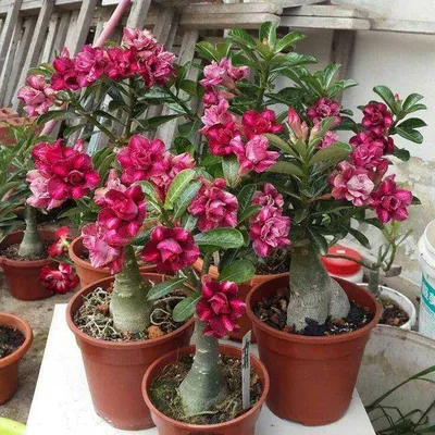 Адениум (Adenium): уход, фото, виды | Сад и огород / 1ogorod.ru | Дзен