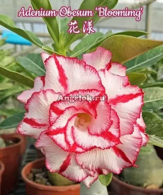 Адениум (Adenium obesum Blooming) — купить в интернет-магазине Ангелок