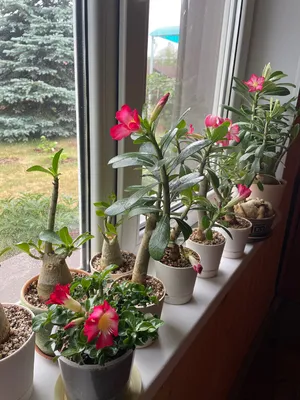 Адениум дома. Мой 7-летний опыт выращивания. Фото моих адениумов с цветами.  В каких условиях растут и как развиваются. | 🌼ЦветочнаяТема | Дзен