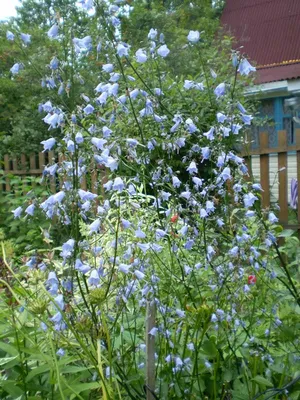 Аденофора (Adenophora) — описание, выращивание, фото | на LePlants.ru