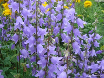 аденофора фиолетовый колокол фиолетовый цветок сад Стоковое Изображение -  изображение насчитывающей лилово, красавиц: 223411447