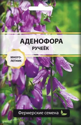Аденофора лилиелистная (Adenophora liliifolia) — описание, выращивание,  фото | на LePlants.ru