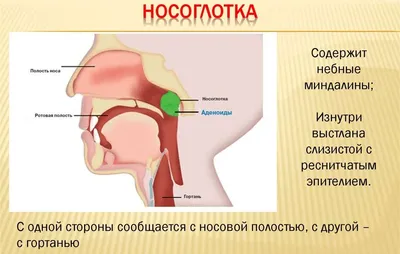 Лечение аденоидов лазером у детей и взрослых – клиника доктора Коренченко