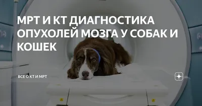 Ветеринария Сумщины - Цитология