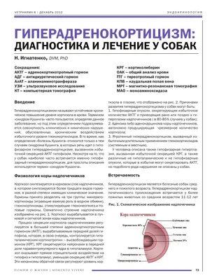 ОнкоВет: Аденокарцинома носовой полости у собаки