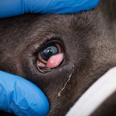 Cane Corso Порода Собак С Вишневым Глазом — стоковые фотографии и другие  картинки Аденома третьего века - Аденома третьего века, Centers for Disease  Control and Prevention, Аварии и катастрофы - iStock