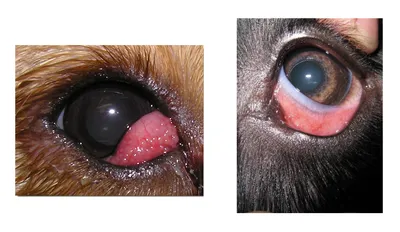 Аденома третьего века или вишневый глаз у собаки