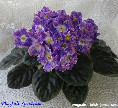 Миниатюрные фиалки на сайте www.violets.lact.ru | Фиалки, Африканская фиалка,  Комнатные цветы