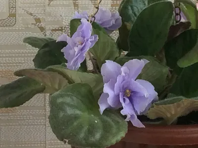 Saintpaulia 'Top Dark Blue' - African violet | Африканская фиалка,  Сенполия, Идеи посадки растений