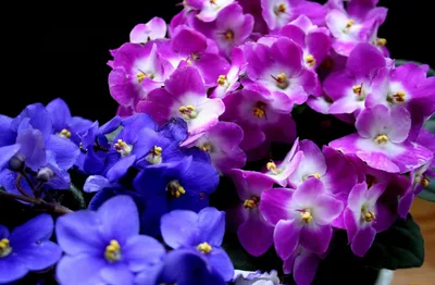Африканская фиолетовая узамбарская фиалка покрашенном вручную в испанском  баке сад Стоковое Фото - изображение насчитывающей покрашено, изолировано:  184425338
