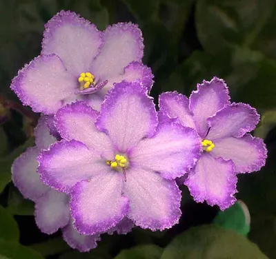 Фиалка цветок (58 фото) - 58 фото