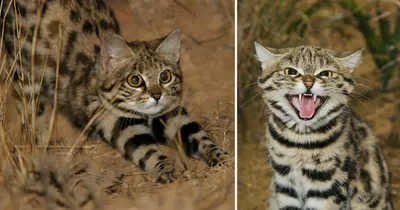 Фотографии африканской кошки в разных размерах