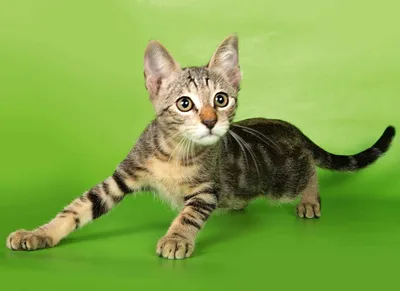 Фото африканской кошки: обои и украшение вашего веб-сайта