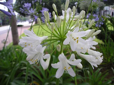 Африканская лилия - Агапантус (Agapanthus)