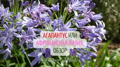 Africanus Agapanthus (африканская лилия) Стоковое Фото - изображение  насчитывающей пуща, флора: 35956332