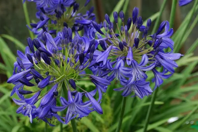 Agapanthus africanus или африканская лилия, растущая в далате, вьетнам. |  Премиум Фото