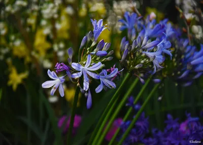 Купить SAFLAX - Африканская лилия - 50 семян - Agapanthus orientalis | Joom