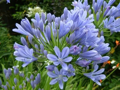 Африканская лилия - Агапантус (Agapanthus)