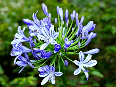 Голубая африканская лилия (Agapanthus Africanus) Стоковое Фото -  изображение насчитывающей природа, лаванда: 32064922