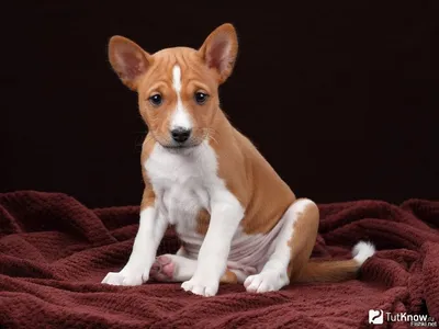 Басенджи или африканская нелающая... - Acumen Dog Breed | Facebook