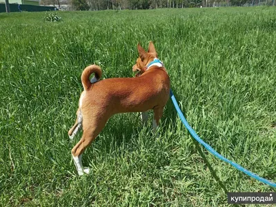 Нелающие басенджи – по-настоящему уникальная порода собак | Собаки |  Dogsacademy.ru | Дзен