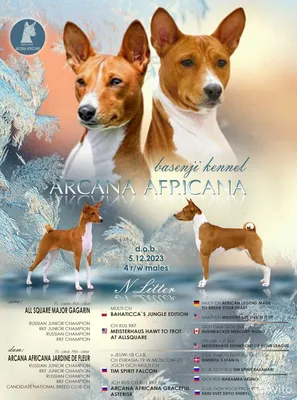 Lovab - Басенджи (на английском – Basenji) – одна из старейших пород собак  в мире. Раньше ее использовали для охоты в Центральной Африке. Эти псы были  известны людям еще до того, как