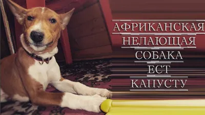 Щенки басенджи (африканская нелающая собака) купить в Перми | Животные и  зоотовары | Авито