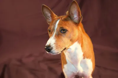 Басенджи: фото, характер и описание нелающей собаки - Purina ONE®