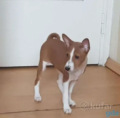 Басенджи: описание породы, происхождение, фотографии характер и уход |  AnimalPaw.ru