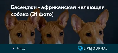 Африканская нелающая Предлагаются Уникальные малыши Басенджи или Прочие  породы собак в Бресте - Собаки на Gde.by 04.04.2019