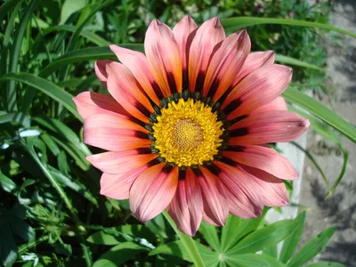 Файл:Osteospermum.jpg — Википедия