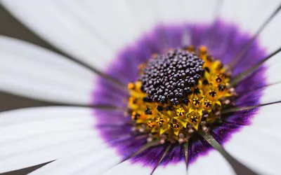 Фиолетовая Африканская Ромашка Osteospermum Цветочные Растения В Летнем  Саду Коттеджа — стоковые фотографии и другие картинки Цветок - iStock