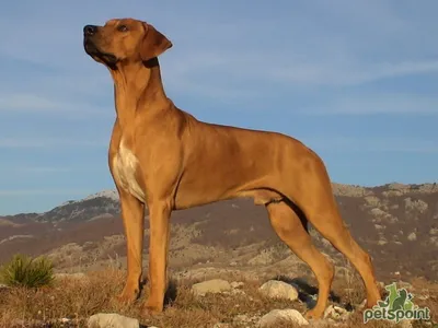 Родезийский риджбек (Африканская львиная собака) / Rhodesian Ridgeback  (African Lion Hound) - PetsPoint.ru