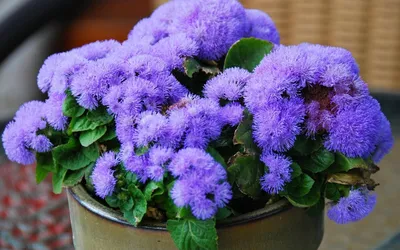 Саженцы Агератум мексиканский \"Ageratum\" из питомника растений Гринстрана  купить по цене от 0 рублей | Описание, фото, доставка, консультация —  Гринстрана.ру