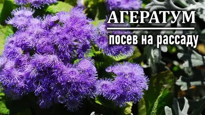 Агератум: чтобы цветение было пышным