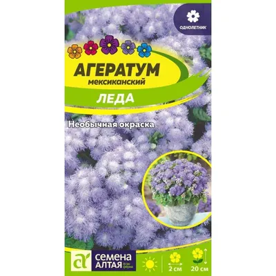 Агератум купить в розницу и оптом по Москве с доставкой. Цена 25 руб..  Заходите!