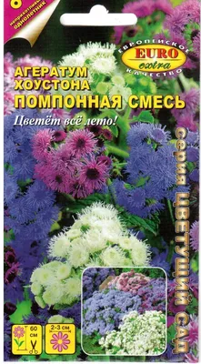 Как вырастить Агератум из семян? Все об уходе за цветком