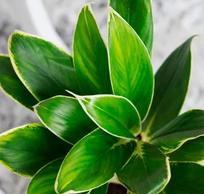 Аглаонема - комнатное растение, которое легко выращивать. Как правильно  ухаживать за аглонемами? :: myPlants
