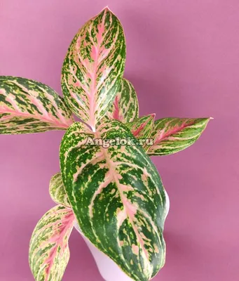 Аглаонема (Aglaonema Red Peacock) — купить в интернет-магазине Ангелок