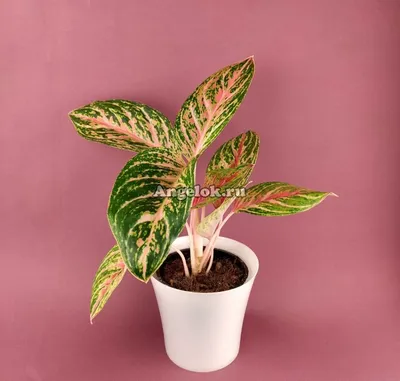 Aglaonema China Red Поставщики - Aglaonema China Red Оптовая продажа -  PLANT FUN