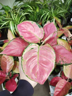 Aglaonema Super Red Поставщики - Aglaonema Super Red Оптовая продажа -  PLANT FUN