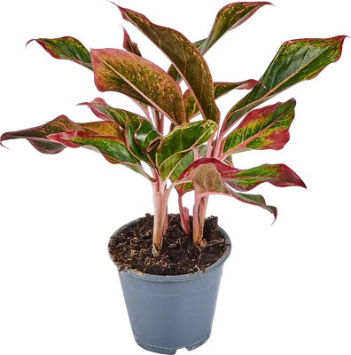 Аглаонема (Aglaonema Maharaj) — купить в интернет-магазине Ангелок