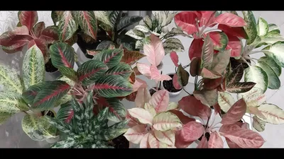 469 рез. по запросу «Aglaonema commutatum» — изображения, стоковые  фотографии, трехмерные объекты и векторная графика | Shutterstock