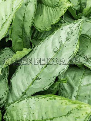 АГЛАОНЕМА ФРИДМАН Диаметр 17см Высота 50см: редкое лиственное тропическое  растение из Индии 🌿 Greendekor