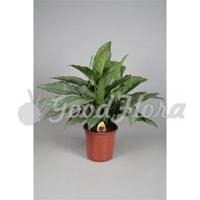 https://m.olx.uz/d/obyavlenie/aglaonema-fridman-ID3z0dg.html