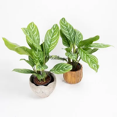 Aglaonema Fridman - Comprar en DecoPlantin