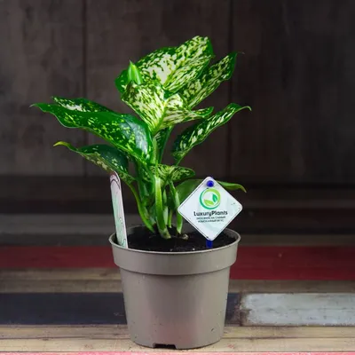 Аглаонема Сильвер Бей - купить, цена, отзывы в интернет-магазине комнатных  растений.