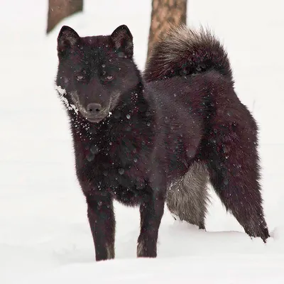 Хоккайдо